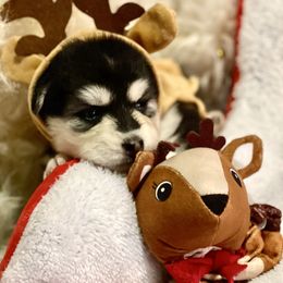 Dancer - Black and white female Pomsky puppy in Diamond Lake, Washington from Husky Haven WA