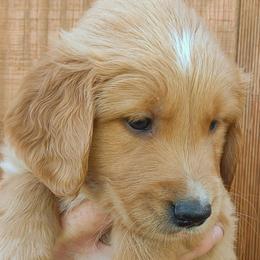 Boy 7 - Golden Retriever puppy in Grand Meadow, Minnesota from Root River Retrievers