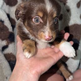 Red tri female Buttercup - Red tri female Toy Australian Shepherd puppy in Spirit Lake, Idaho from North Idaho Aussies