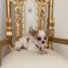 Extra Tiny ,Prince 3800 - Cream and white male Chihuahua puppy in Burleson, Texas from Tiny Diiamond Chihuahua Boutique