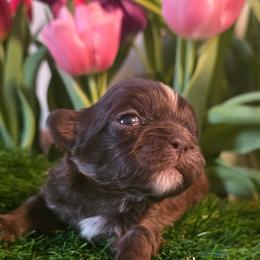 Remyy (Alvin) - Chocolate male Shih Tzu puppy in Brighton, Missouri from Morningstar's Shih Tzu