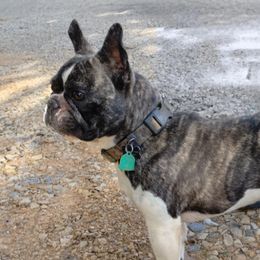 Zeus - French Bulldog