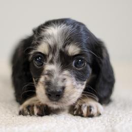 Vanessa - Dapple female Dachshund puppy in Alto, Texas from Prima Dachshunds