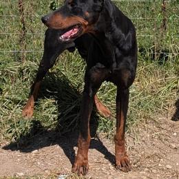 Mage - Black and rust male Doberman Pinscher puppy in Spencer, Indiana from Jackson's Dobermans
