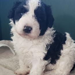 Lina - White and black female Spanish Water Dog puppy in Clermont, Florida from The Woolly Dog Ranch