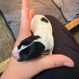 River - Tri-color male Jack Russell Terrier puppy in Fairbury, Illinois from Kilgus Jack Russell Terriers