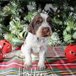 Holly - Liver white and tan female English Springer Spaniel puppy in Barnstead, New Hampshire from C & S Farms