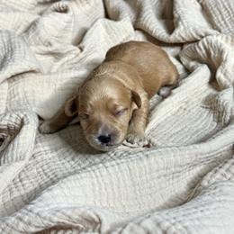 Boy 5 - male Cavapoochon puppy in Mt. Pleasant, Iowa from Platinum Premier Puppies