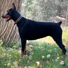 Doberman Pinschers from European Dobermans