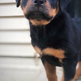 Rottweiler Puppies from Alpha Co. Rottweilers