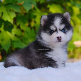 Winter - Black and white female Pomsky puppy in Boca Raton, Florida from Cardinal Point Pomskies