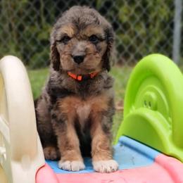 Edison - Merle male Saint Berdoodle puppy in Battle Ground, Washington from Mad Hatter Farms Saint Berdoodles