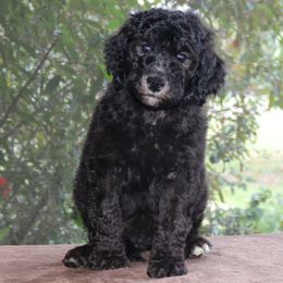Dachshund and Poodle Puppies from Divine Dachshunds & Divine Poodle Paradise Standard Poodles