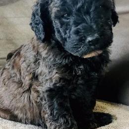 Poodles from Gwen's Poodles