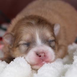AKC Mochi - Orange sable female Pomeranian puppy in Albany, Indiana from Hatz Off Puppies