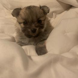 Girl 2 - Orange parti female Pomeranian puppy in Gotha, Florida from Jazzi’s Poms