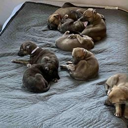 Greyhound Puppies from Trapple's Custom K-9's