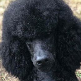 Kam - Poodle