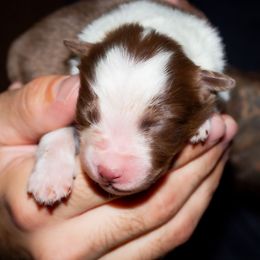 Sweet Potato - Red tri-color female Australian Shepherd puppy in Belton, Texas from Brilliant Beautiful Australian Shepherds