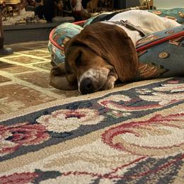 JoJo - Basset Hound