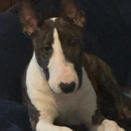 Bull Terrier Puppies from Lynn Hill Bull Terriers