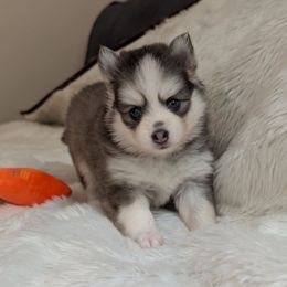Pup 5 - Black and white female Pomsky puppy in Hurleyville, New York from My Crazy Pomskys