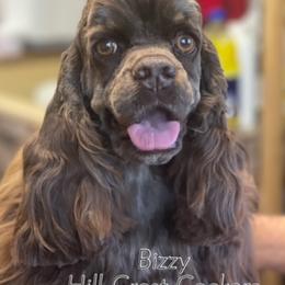 Cocker Spaniels from Hill Crest Cockers