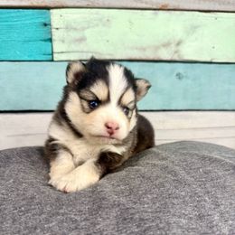 Onyx - Black and white male Pomsky puppy in Krum, Texas from Paw-Some Pomskies