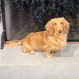 Zuko - Dachshund