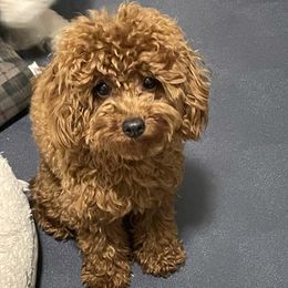 Gigi - Poodle