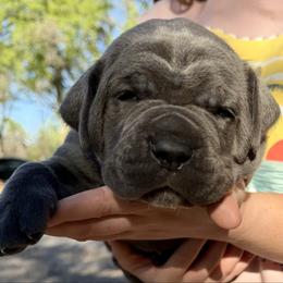 Jetta - Gray female Cane Corso puppy in Briggs, Texas from Capital City Corso’s