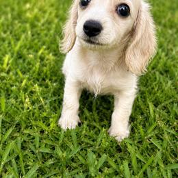 Sporty - Cream female Dachshund puppy in Sebring, Florida from Mini Weenies