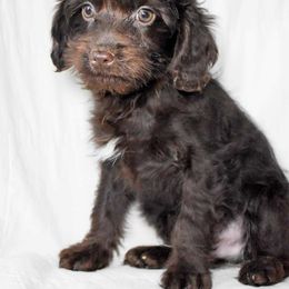 Riggin - Brown white and tan male Cockapoo puppy in Ellensburg, Washington from Dawn to Dusk Cockapoos