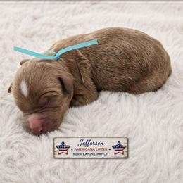 Jefferson - Apricot male Goldendoodle puppy in Ashton, Idaho from Kerr Kanine Ranch