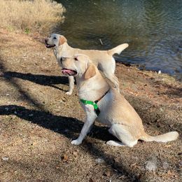 Labrador Retrievers from Duck Pond Farm English Labradors