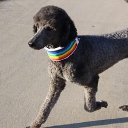 Chihuahua and Poodle Puppies from October Glory Standard Poodles