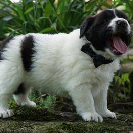 Aladdin  (Black) - White and black male Karakachan puppy in Franklin, Pennsylvania from Harvest Plantation