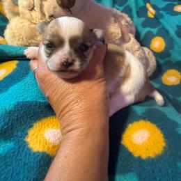 Mya - Chocolate and white female Chihuahua puppy in Beaumont, Texas from Anastasia’s Tiny Pupps