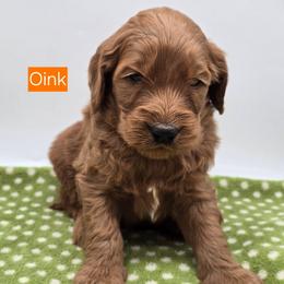 Oink - Red  male Goldendoodle puppy in Neillsville, Wisconsin from Granton Creek