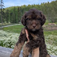 Red Boy - Brown male Whoodle puppy in Kalispell, Montana from Countryman Whoodles