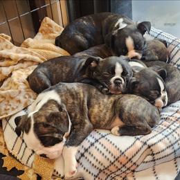 Litter - Brindle male Companion Cross puppy in Fort Myers, Florida from Legends Frenchton's, French Bulldogs ,Boston Terriers, Reindeer chihuahuas & French Bullhuahua's