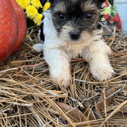 Yorkshire Terrier Puppies from White Oak Yorkies