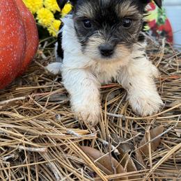 Yorkshire Terrier Puppies from White Oak Yorkies