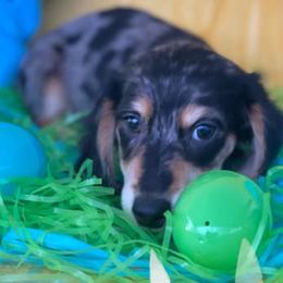 Dachshunds from Darling Dachshund Crew