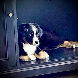 Miniature American Shepherd Puppies from HeartSong Australian Shepherds