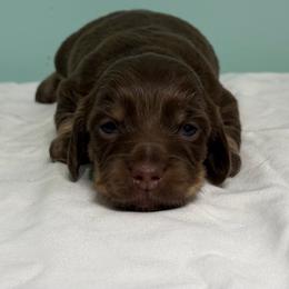 Darla - Chocolate and cream female Dachshund puppy in Bogata, Texas from Maple Creek Run