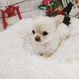 Lila - Cream and white female Chihuahua puppy in Ponca City, Oklahoma from Bliss Acres Farm