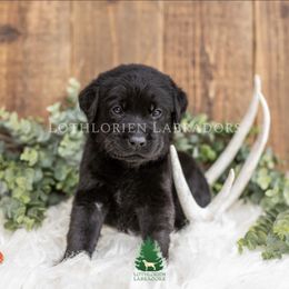 "Orange Collar Boy" Labrador Retriever Puppies from Lothlorien Labradors