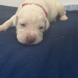 Boy 1 - Fawn male Cane Corso puppy in Gwinnett County, Georgia from Better Than You Cane Corso’s