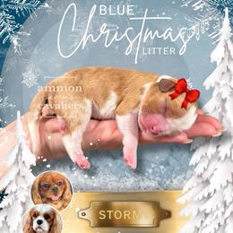 Stormy - Blenheim female Cavalier King Charles Spaniel puppy in Ammon, Idaho from Ammon Acres Cavaliers